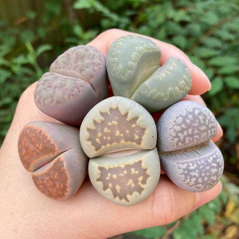 Extra-Large Lithops Live Plants Assortment (1.2