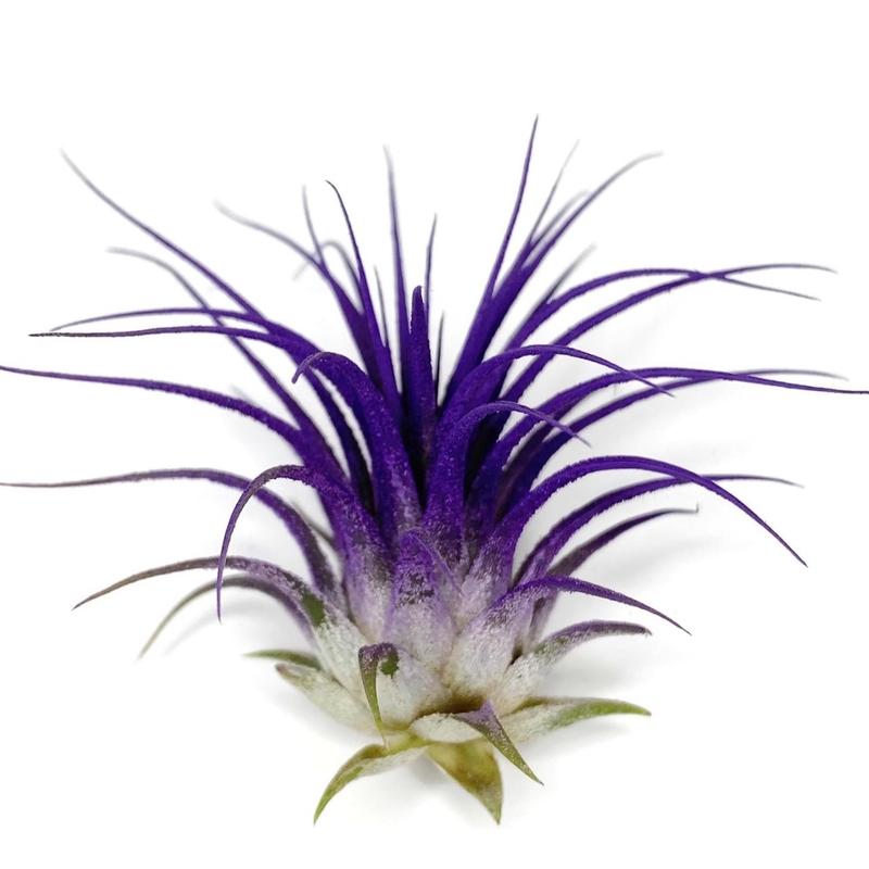 Ionantha Guatemala Tillandsia Air Plant Blue, Guatemala Tillandsia Live Airplant, mini plant, small airplant for display, Healthy Arrival Guaranteed, Great Indoor Plant, Home Decor & Gift