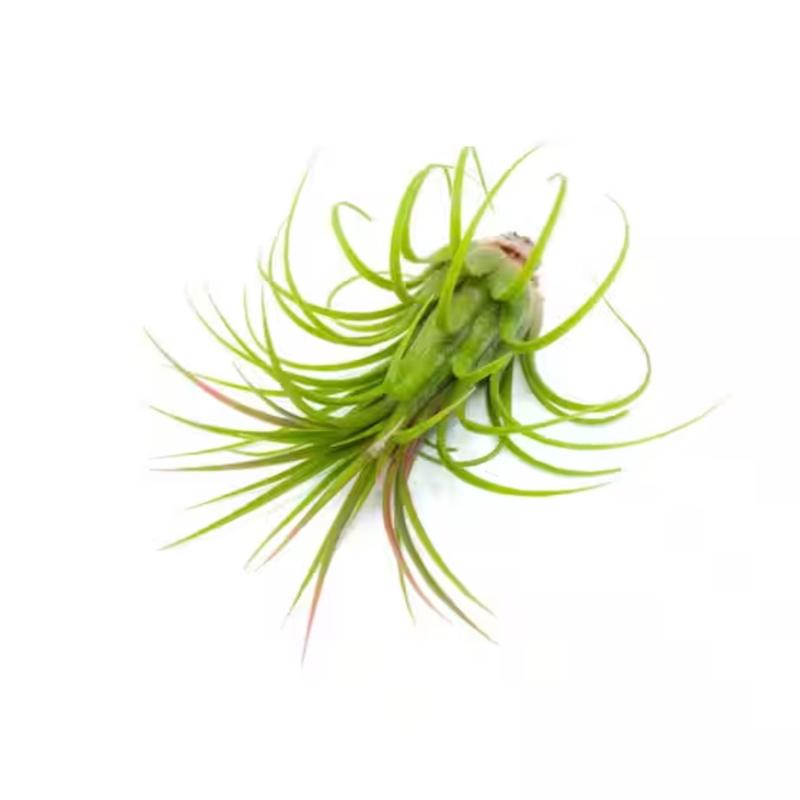 Ionantha Guatemala Tillandsia Air Plant Blue, Guatemala Tillandsia Live Airplant, mini plant, small airplant for display, Healthy Arrival Guaranteed, Great Indoor Plant, Home Decor & Gift