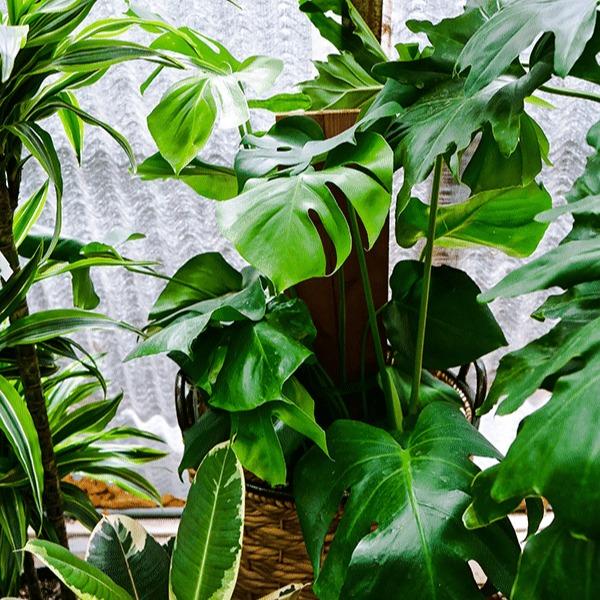 Giant Monstera Deliciosa LIVE PLANT (Swiss Cheese Plant, Ceriman, Cutleaf Philodendron, Mexican Breadfruit) 3ft - shipped from sunny Florida Colorful Decoration Vines Tropical Room Decorative Iron Ornaments Outdoors