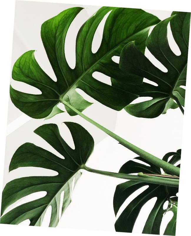 Giant Monstera Deliciosa LIVE PLANT (Swiss Cheese Plant, Ceriman, Cutleaf Philodendron, Mexican Breadfruit) 3ft - shipped from sunny Florida Colorful Decoration Vines Tropical Room Decorative Iron Ornaments Outdoors