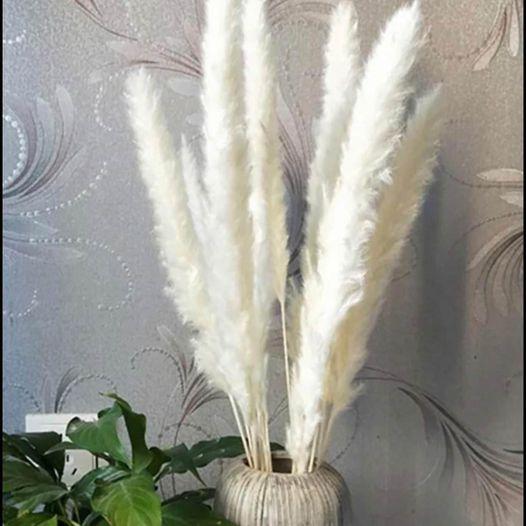 15 stems White Pampas Grass 23