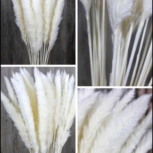 15 stems White Pampas Grass 23