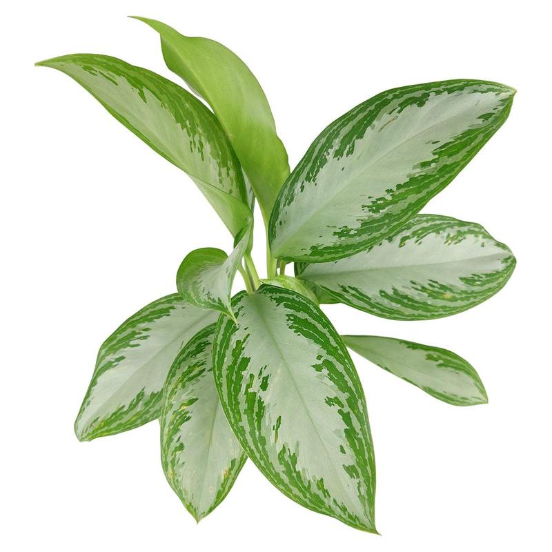 Chinese Evergreen Leprechaun