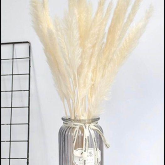 15 stems White Pampas Grass 23