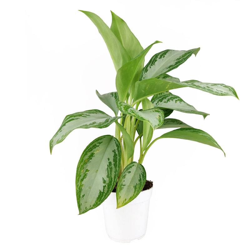 Chinese Evergreen Leprechaun