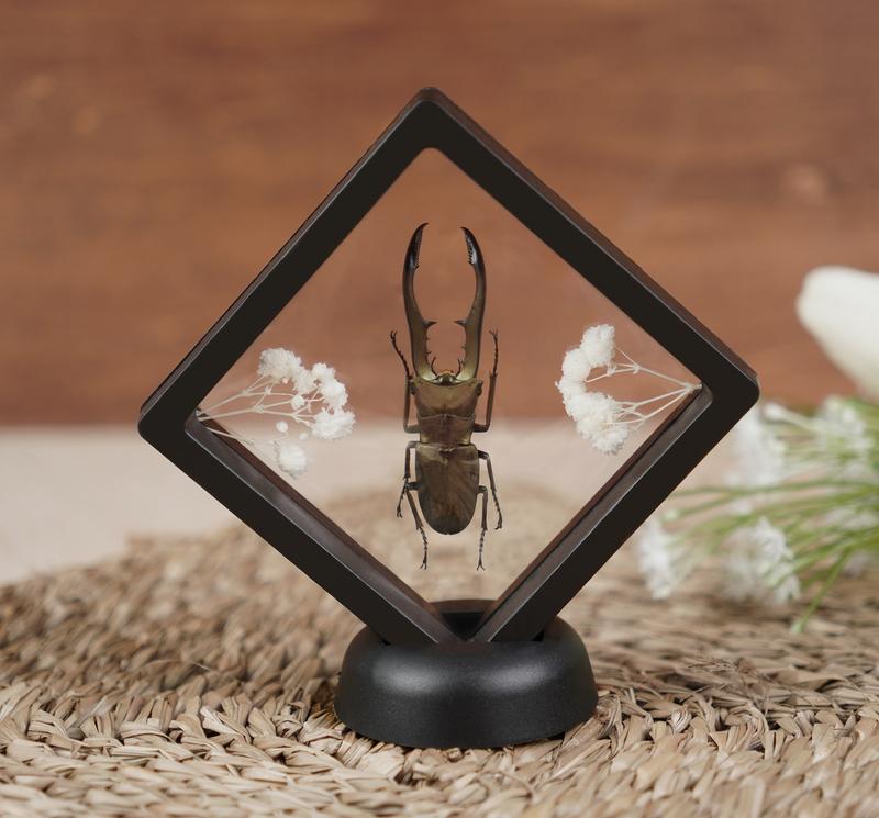 Butterfly Beetle Bug Specimen Flower Insect Dried Entomology Display Oddity Gift Hanging Display Home Room Decor Nature Plastic Minimalist Decoration