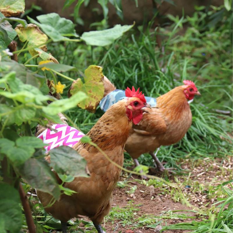 Waterproof Protection Feather Protector Back Jacket Hen Protective Apron Chicken Saddle