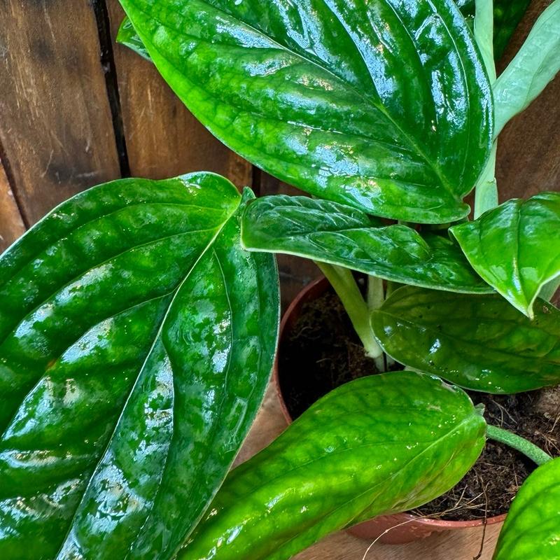 Philodendron Monstera 4in Peru Tropical Houseplant