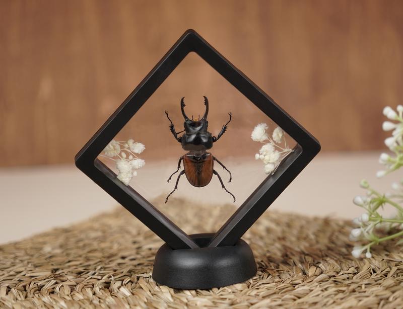 Butterfly Beetle Bug Specimen Flower Insect Dried Entomology Display Oddity Gift Hanging Display Home Room Decor Nature Plastic Minimalist Decoration