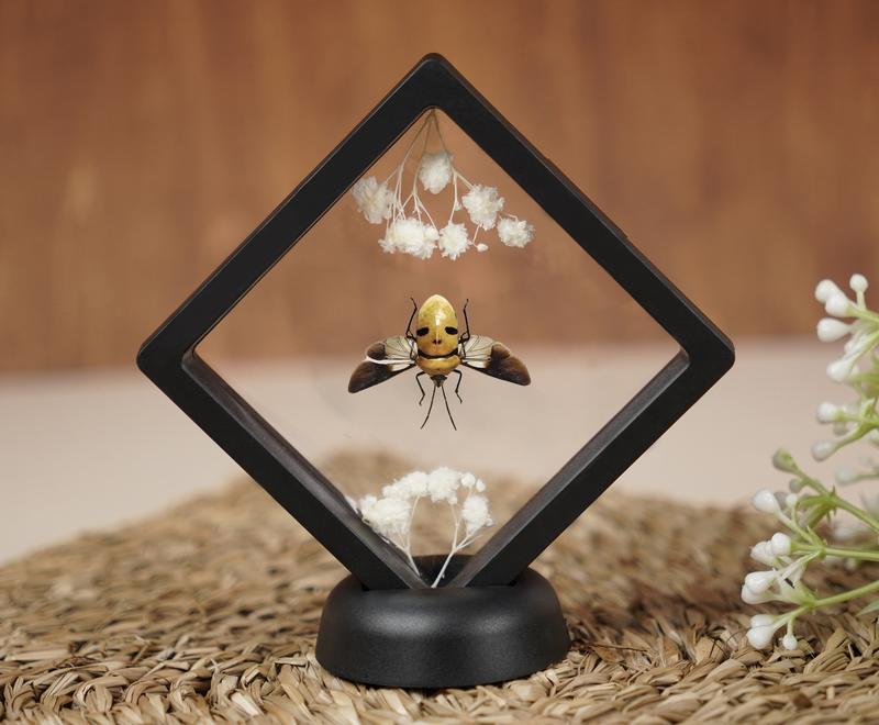 Butterfly Beetle Bug Specimen Flower Insect Dried Entomology Display Oddity Gift Hanging Display Home Room Decor Nature Plastic Minimalist Decoration