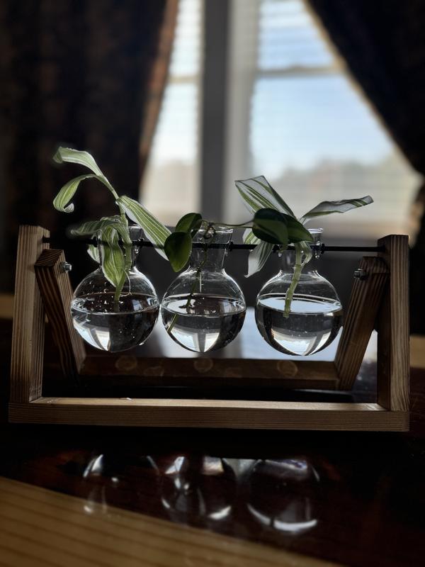 Plant Propagation Home Decor Glass and Wood base