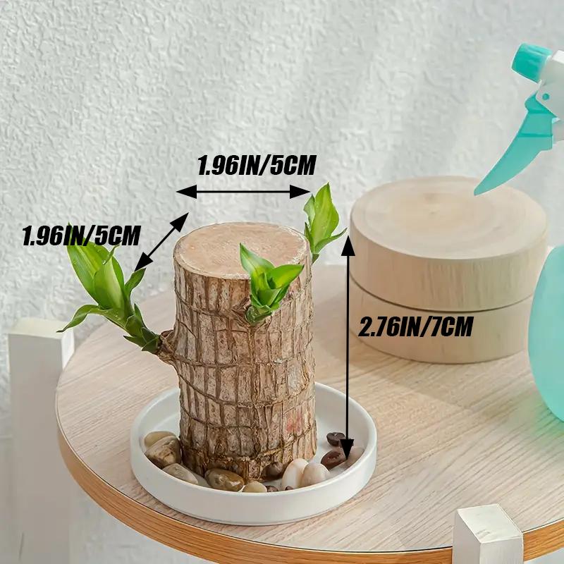 Live Mini Lucky Bamboo Wood Plant with Ceramic Tray, Buddha Statue for Indoor Outdoor Home Decor, Purifies Air brazilian lucky