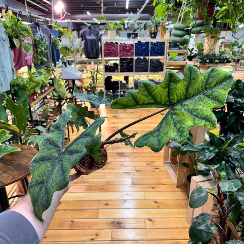 Alocasia Jacklyn, Live Tropical Plant, Unique Leaves, Colorful, Indoor Home Decoration, Dirtier Bag Soil Blend Recommended