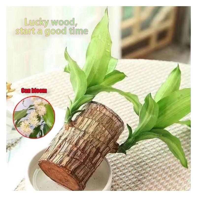 Brazilian lucky trees, bring you luck and increase wealth, mysterious doll with base, easy to grow indoors brazilian lucky wood Decor Ornaments