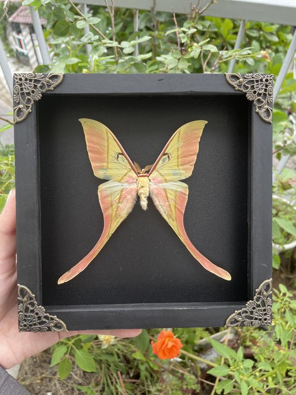 Luna Moth Maenas Entomology Specimen Insect Dried Butterfly Gift Shadow Box Display Wall Hanging Home Decor Nature Decoration